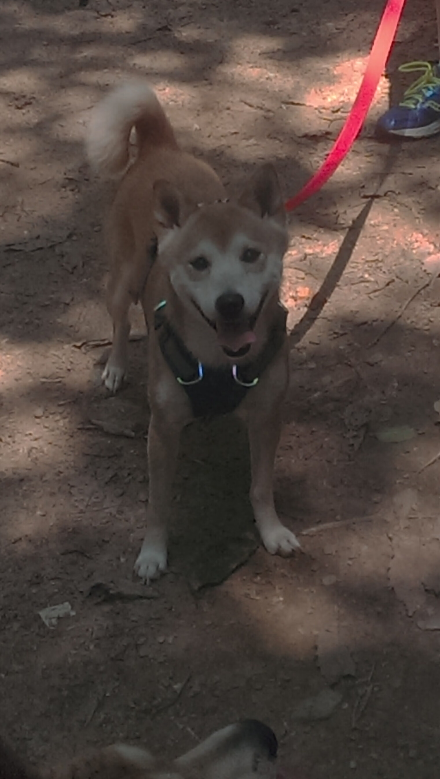 西甲球队采用机器学习预测对手进攻趋势案例，西甲预测分析jman02。in