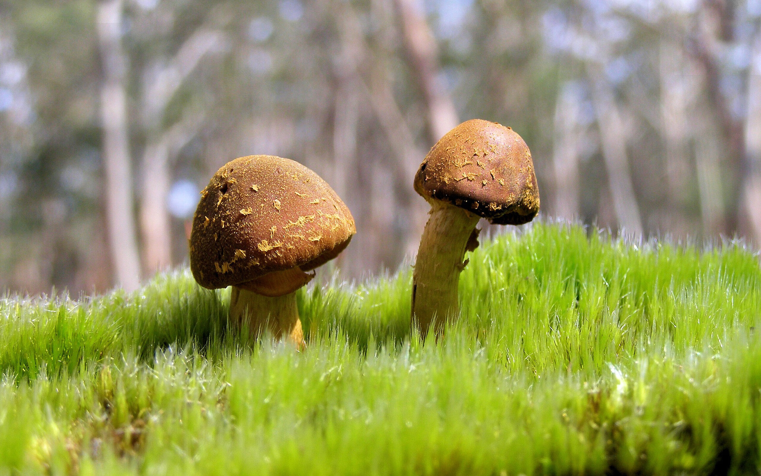 中国男篮在多场硬仗中锤炼意志,中国男篮虽败犹荣