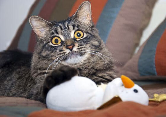 如何看待国足在亚冠联赛中的复仇,国足 亚冠