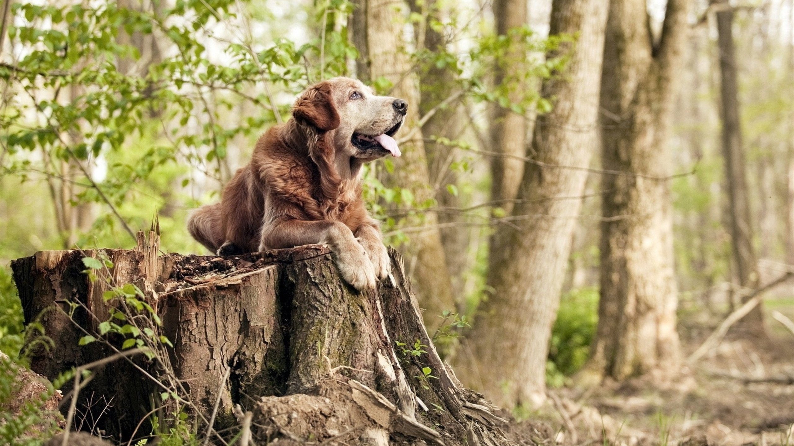 换人时点选择与战术板决策逻辑关联分析,换人配合属于什么战术配合