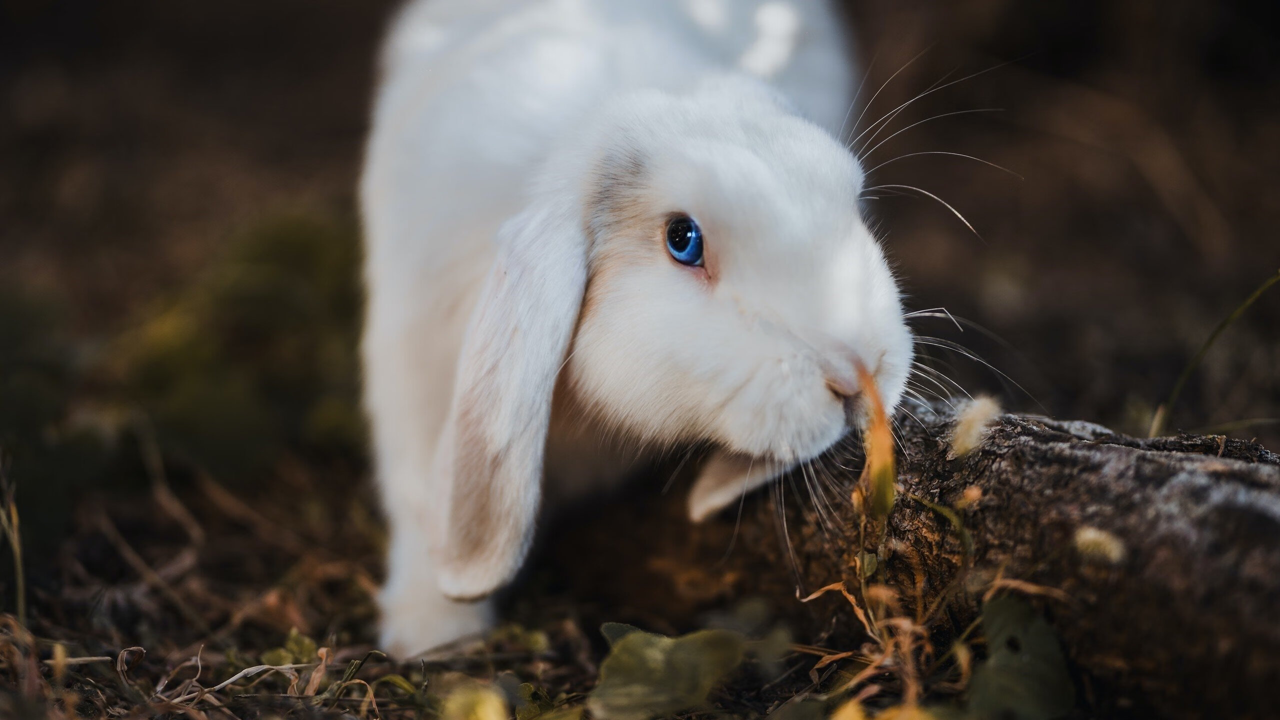 暂停策略在关键时刻如何起效,暂停关闭是病句么