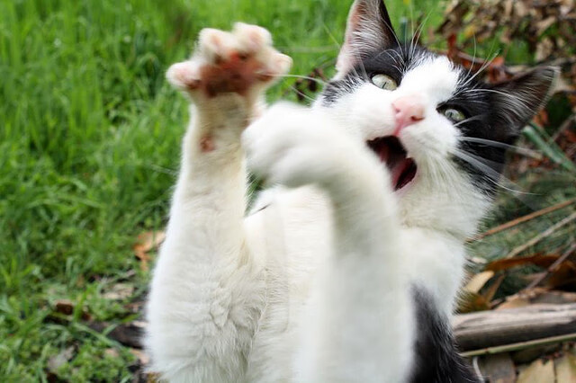 球员心理干预手段匮乏,球员心理干预手段匮乏的原因