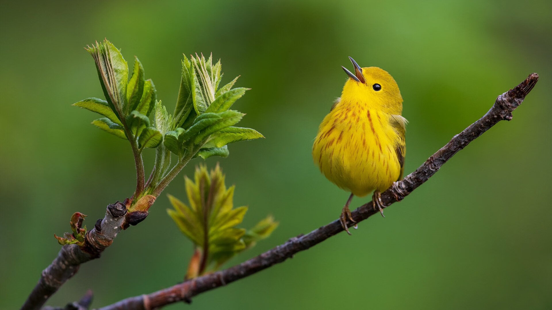 瑞典队2024年世界杯表现强劲，力克劲敌，瑞典世界杯阵容