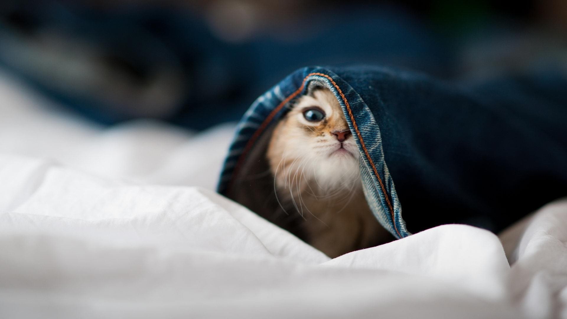 伊朗男篮在亚洲预赛中奋勇拼搏,追逐奥运金牌梦想,伊朗男篮亚洲杯预选赛