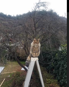 九游官网pc-体育新闻中心临场决策回顾，体育新闻中心临场决策回顾报道