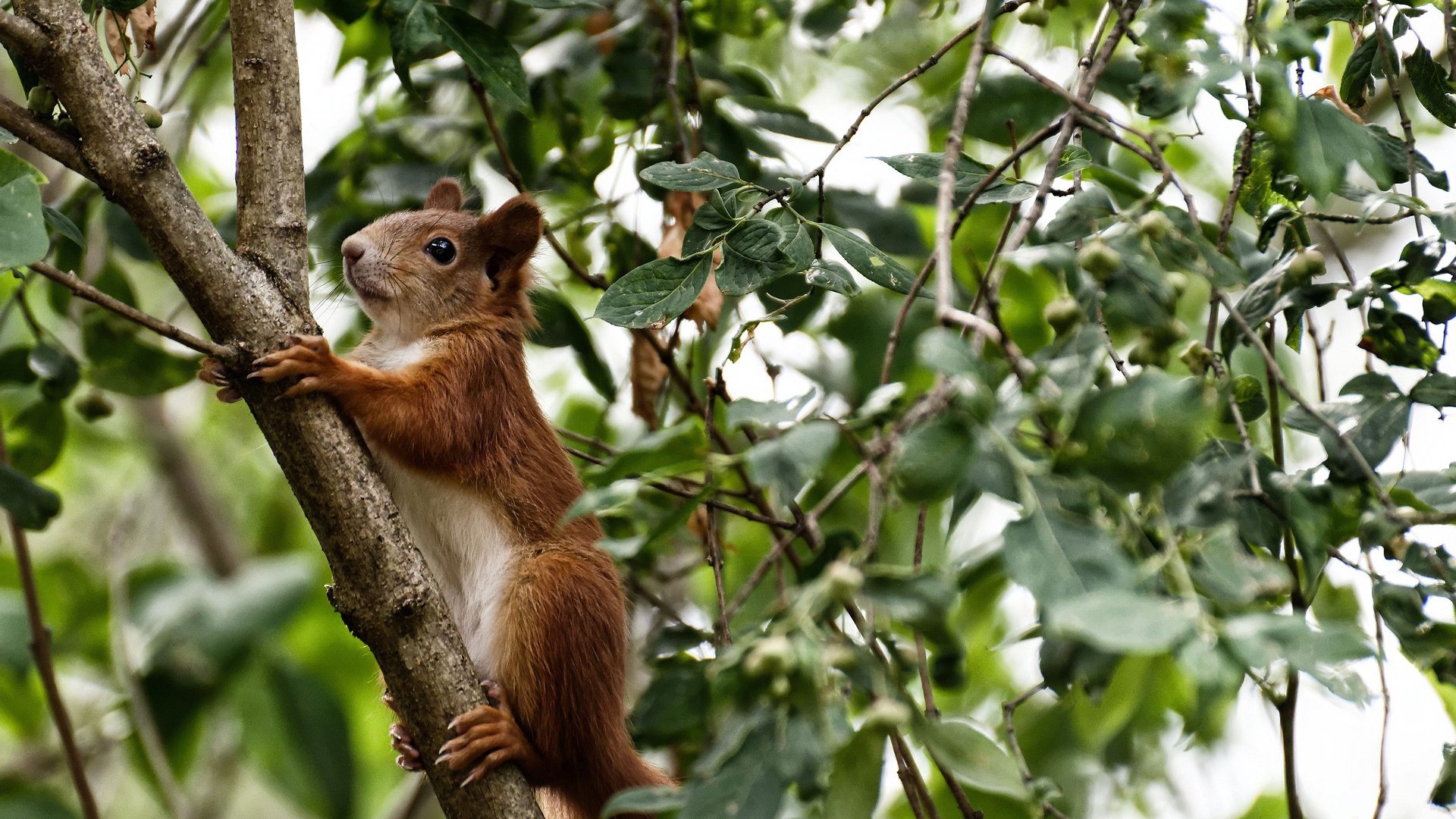 凯尔特人队员进行高强度冲刺训练,凯尔特人队员进行高强度冲刺训练视频